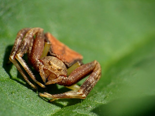 Pistius truncatus