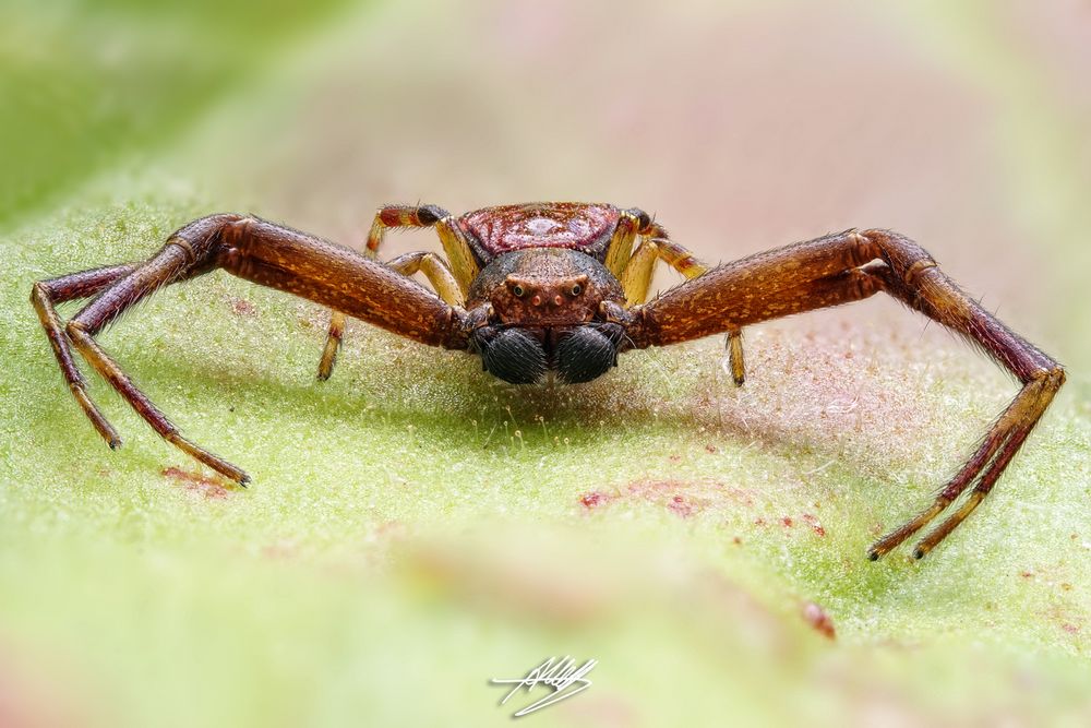 Pistius truncatus Männchen