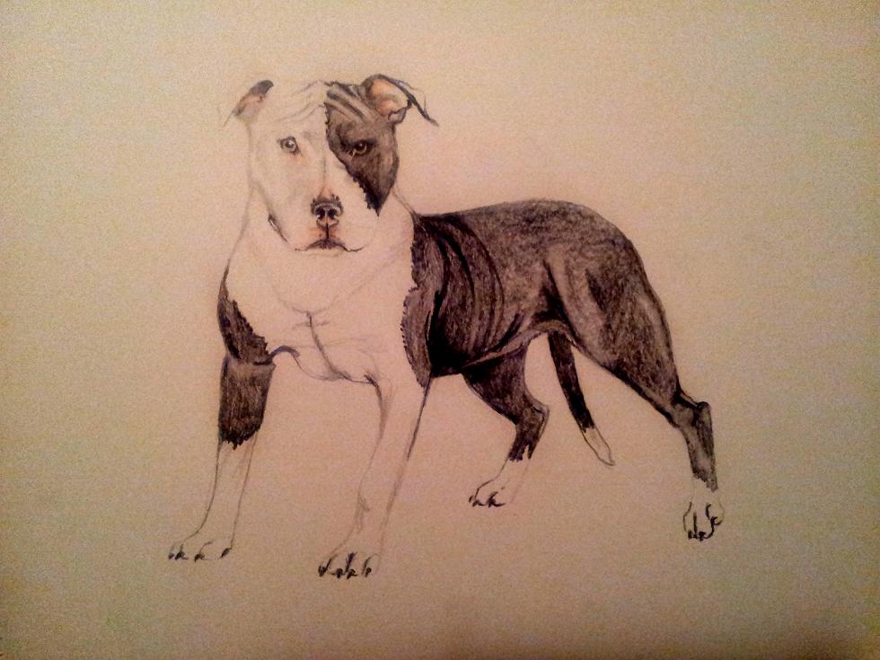 Pit Bull