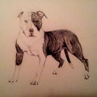 Pit Bull