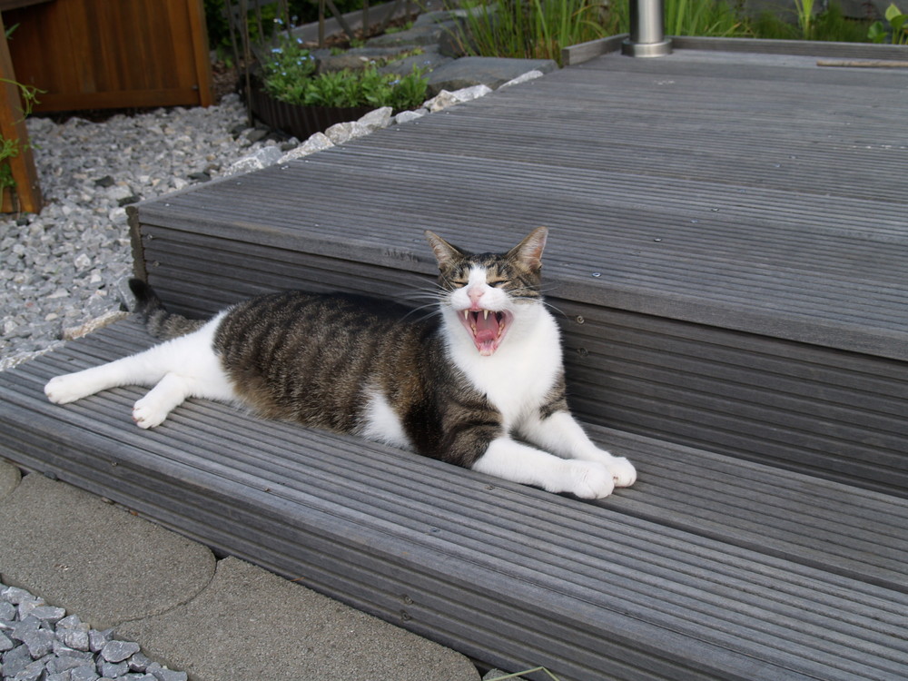 Pit - Der Nachbars-Kater