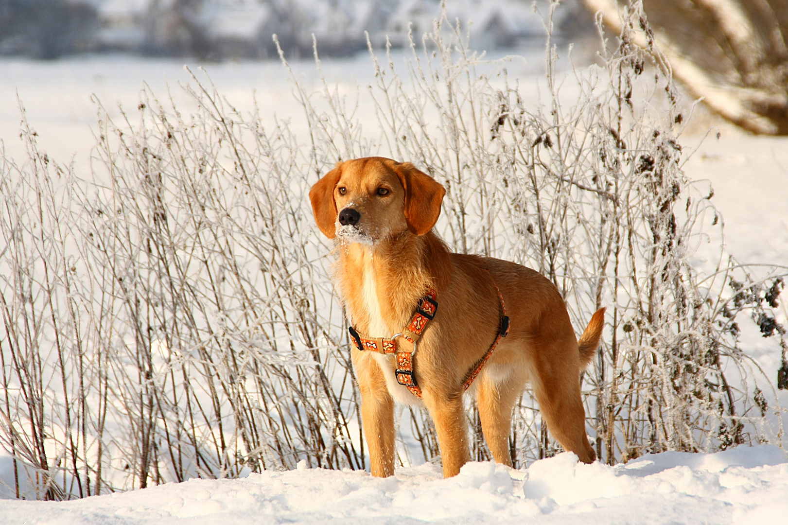 Pit im Schnee