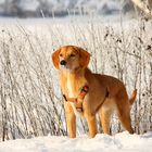 Pit im Schnee