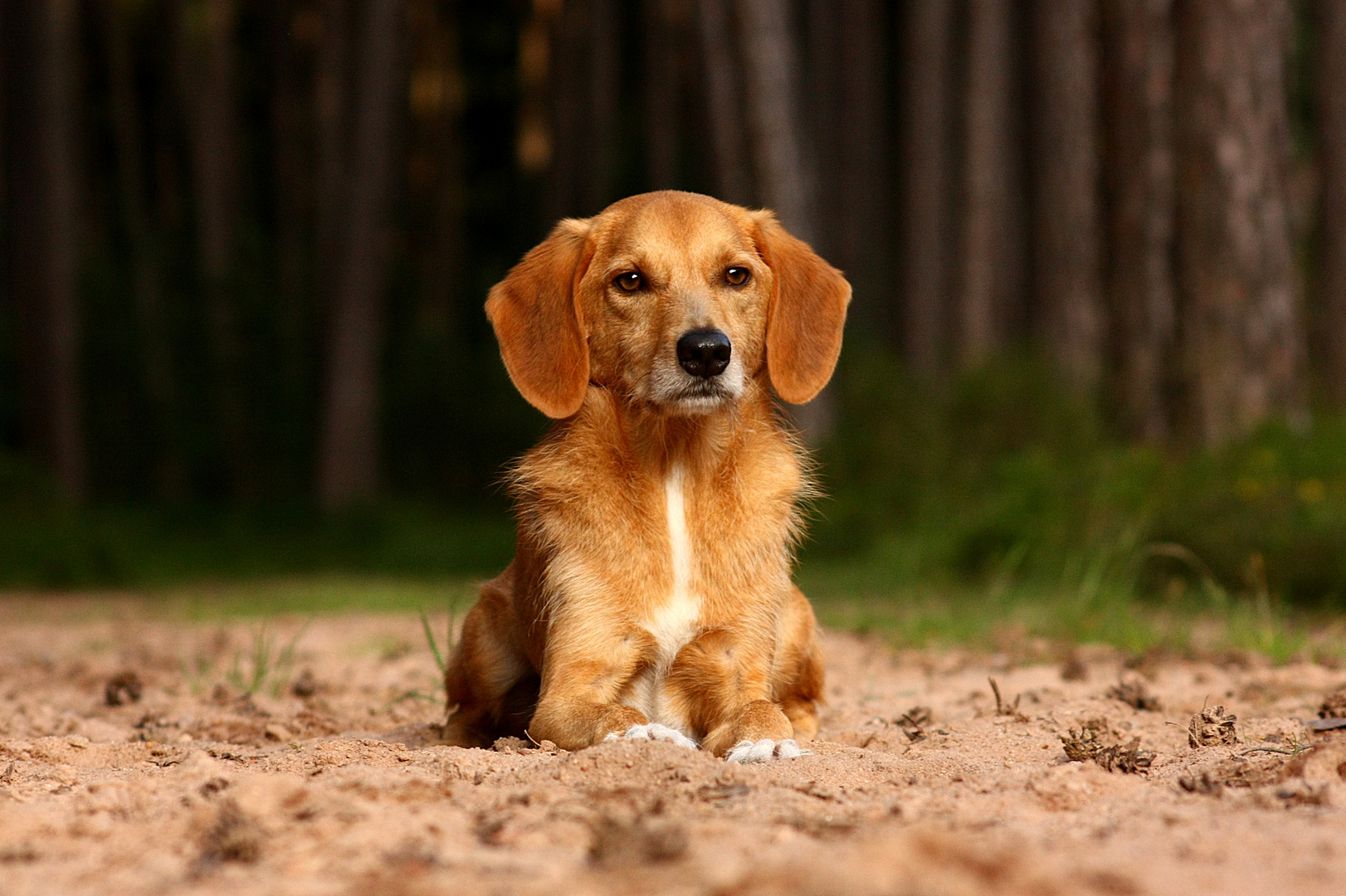 Pit, mein kleiner (braver) Schlingel