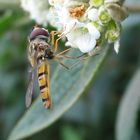 Pit Stop: 'ne Fliege macht 'ne Pause