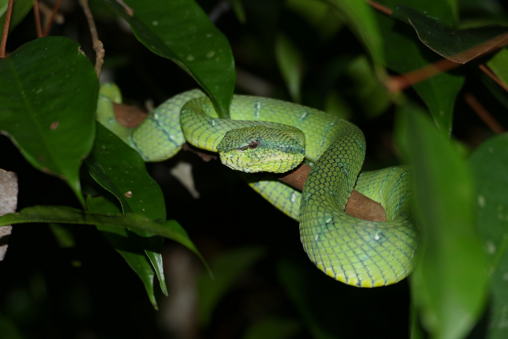 Pit Viper