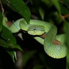 Pit Viper