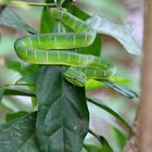 Pit Viper