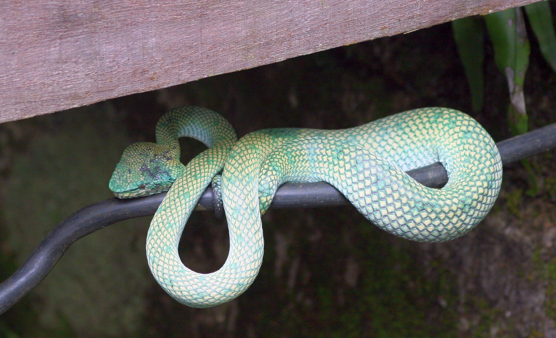 Pit Viper_1