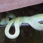 Pit Viper_1