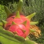 Pitaya - Drachenfrucht