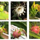 Pitaya - Drachenfrucht