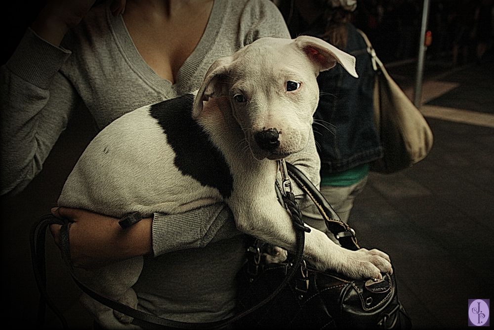 Pitbull Puppy