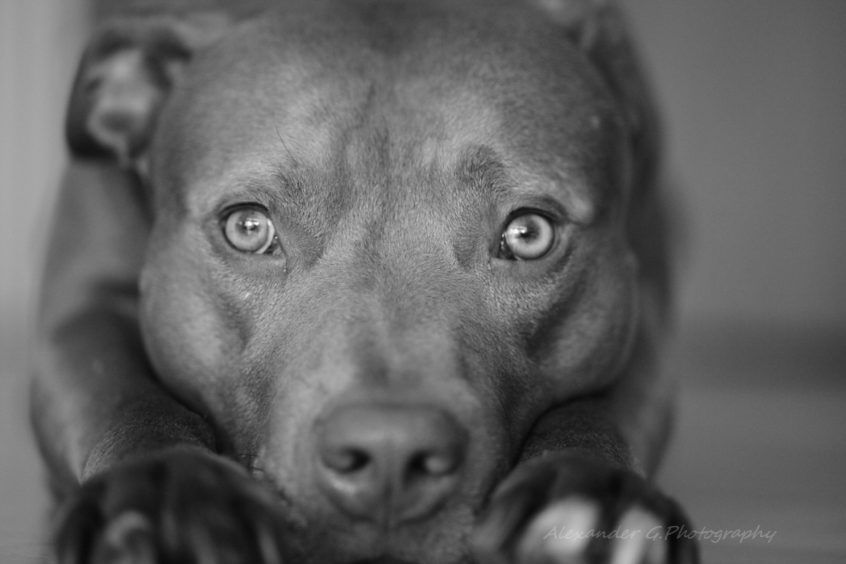 pitbull red nose