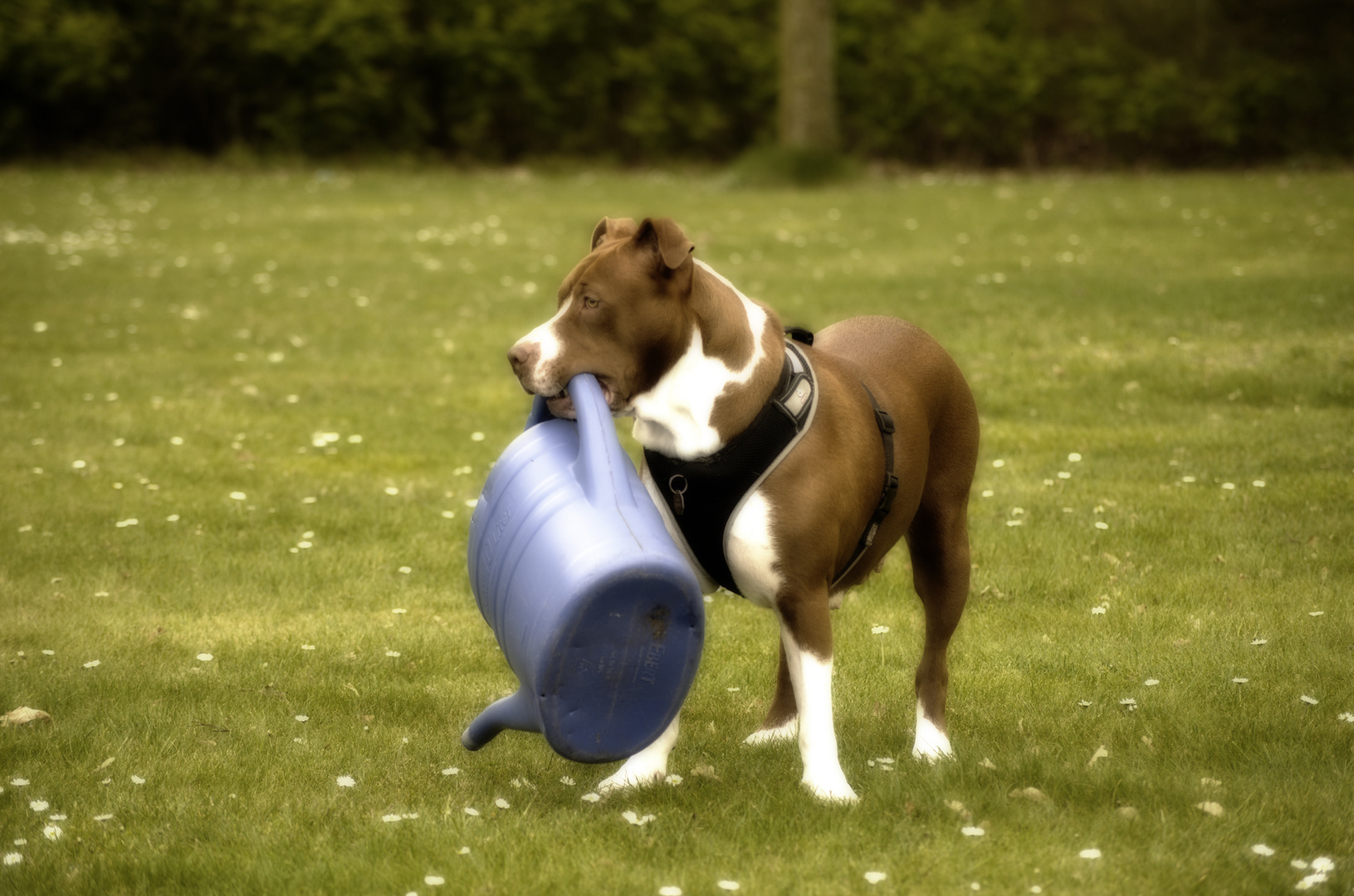 Pitbull Terrier beim Blumen Giessen