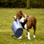 Pitbull Terrier beim Blumen Giessen