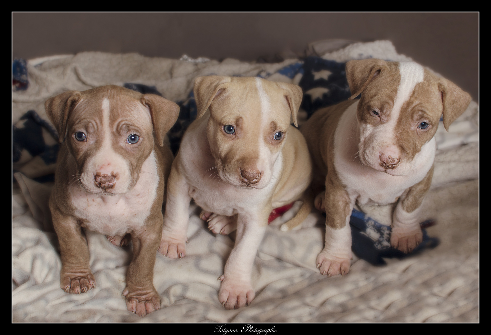 Pitbulls Puppies