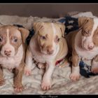 Pitbulls Puppies