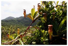 Pitcher plant