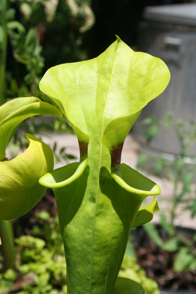 Pitcher plant