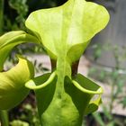 Pitcher plant