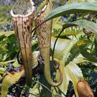 Pitcher Plant - Bario Valley, Sarawak, Borneo