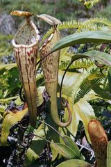 Pitcher Plant - Bario Valley, Sarawak, Borneo