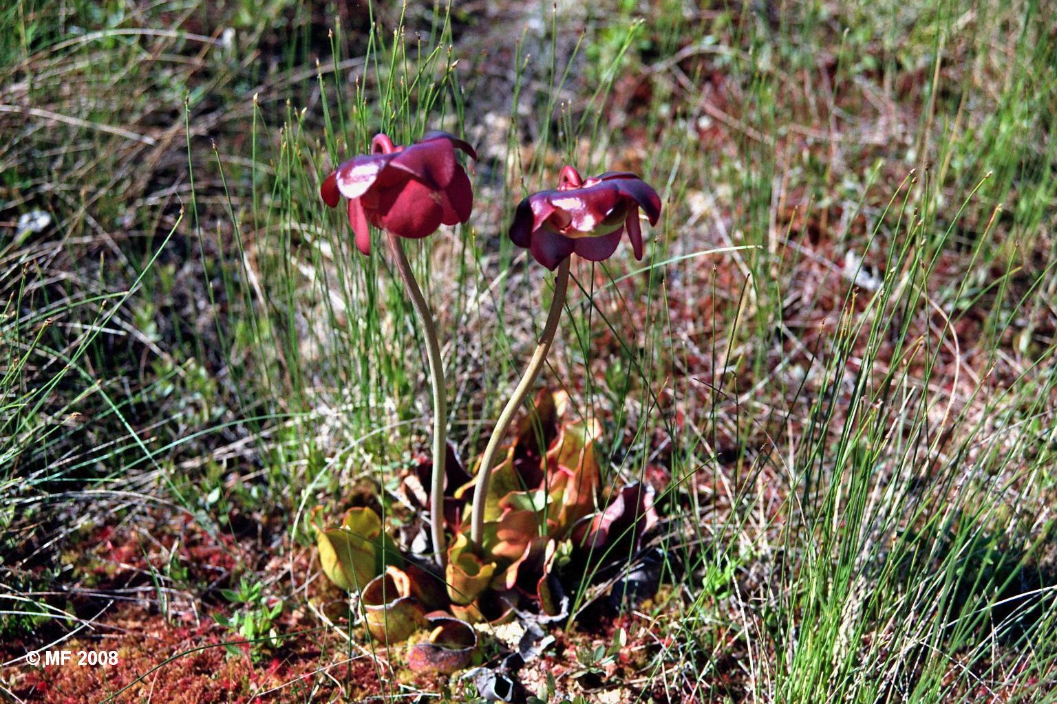 Pitcher Plant