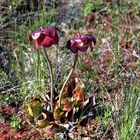 Pitcher Plant