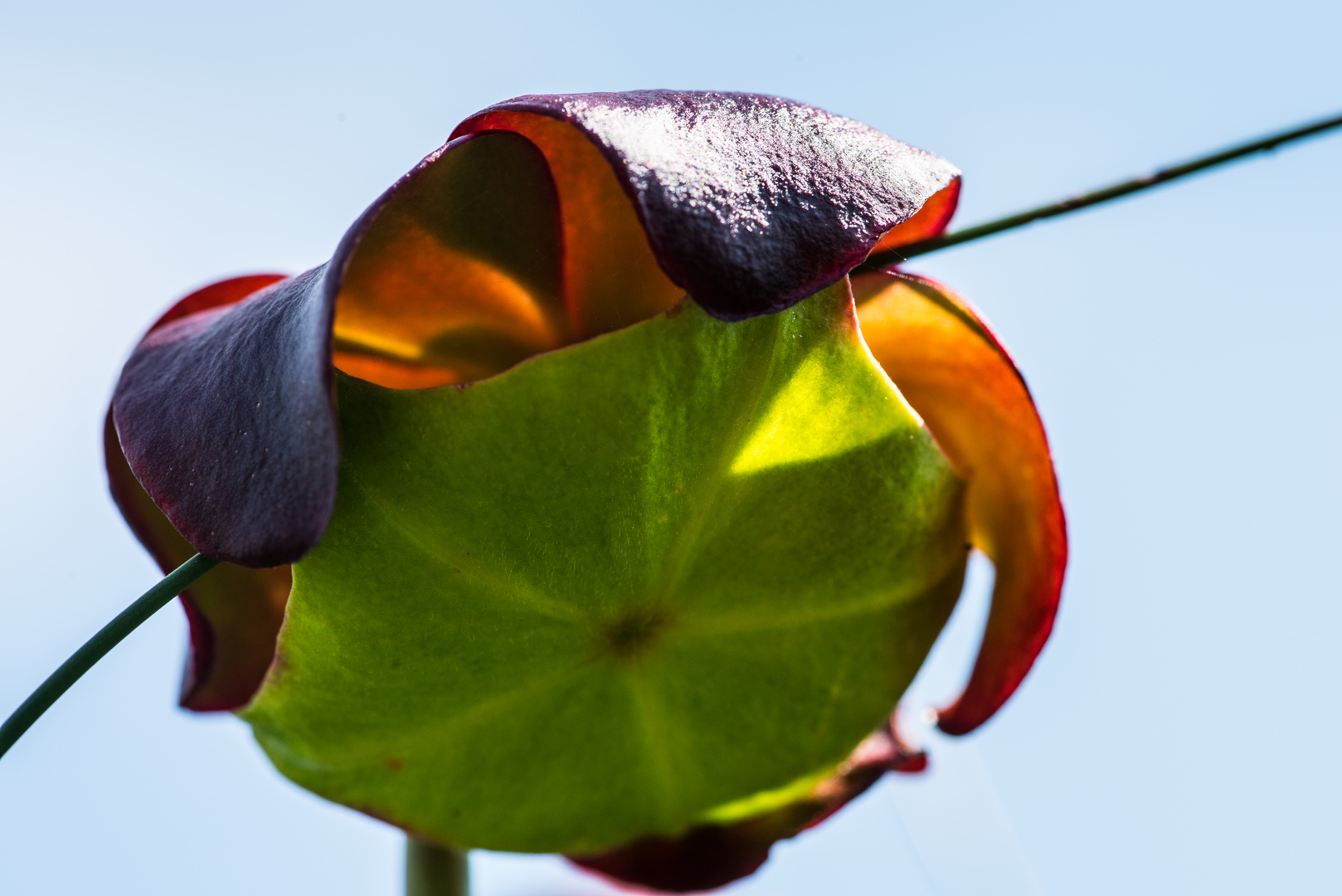 Pitcher Plant   ( eine fleischfressende Pflanze)  DSC_2711-2