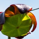 Pitcher Plant   ( eine fleischfressende Pflanze)  DSC_2711-2