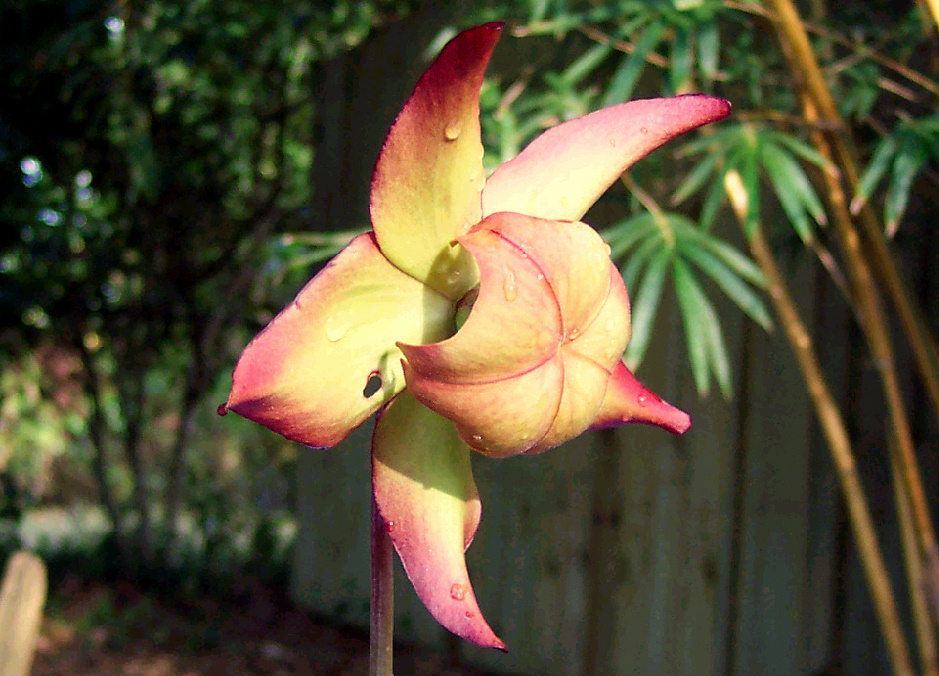 Pitcher Plant Flower