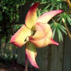 Pitcher Plant Flower