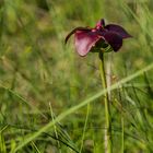 Pitcher Plant, National Blume Neufundlands             DSC_2692-2