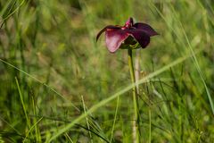 Pitcher Plant, National Blume Neufundlands             DSC_2692-2