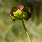 Pitcher Plant  Nationalblume Neufundlands     DSC_2727-2