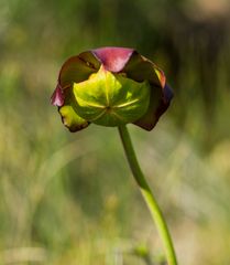 Pitcher Plant  Nationalblume Neufundlands     DSC_2727-2