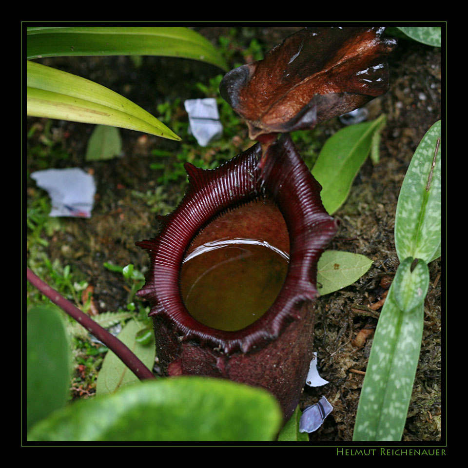 Pitcher Plant, Nepenthes spec., Nepenthaceae, Cool House, Botanical Garden VII, Singapore / SG