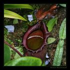 Pitcher Plant, Nepenthes spec., Nepenthaceae, Cool House, Botanical Garden VII, Singapore / SG