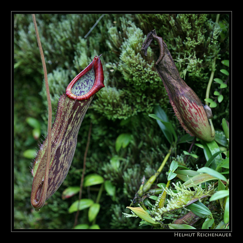 Pitcher Plant, Nepenthes spec., Nepenthaceae, Cool House, Botanical Garden VIII, Singapore / SG