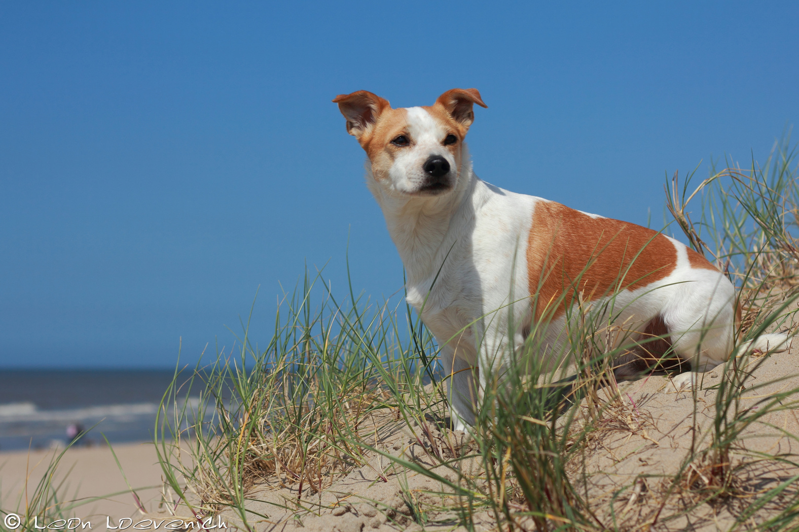 Pitingo genießt den Strand und das schöne Wetter ;)