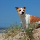 Pitingo genießt den Strand und das schöne Wetter ;)