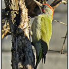 Pito real (Picus viridis) I