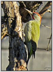 Pito real (Picus viridis) I