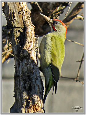 Pito real (Picus viridis) I