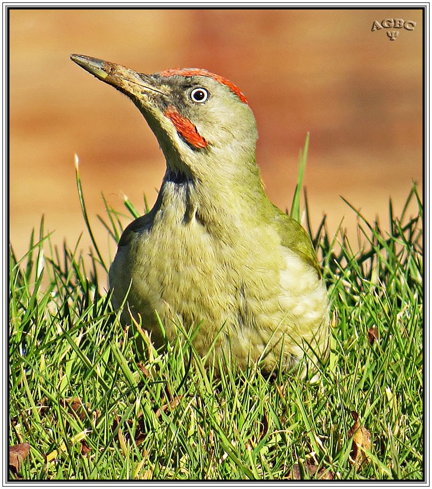 Pito real (Picus viridis) II