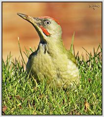 Pito real (Picus viridis) II