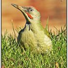 Pito real (Picus viridis) II