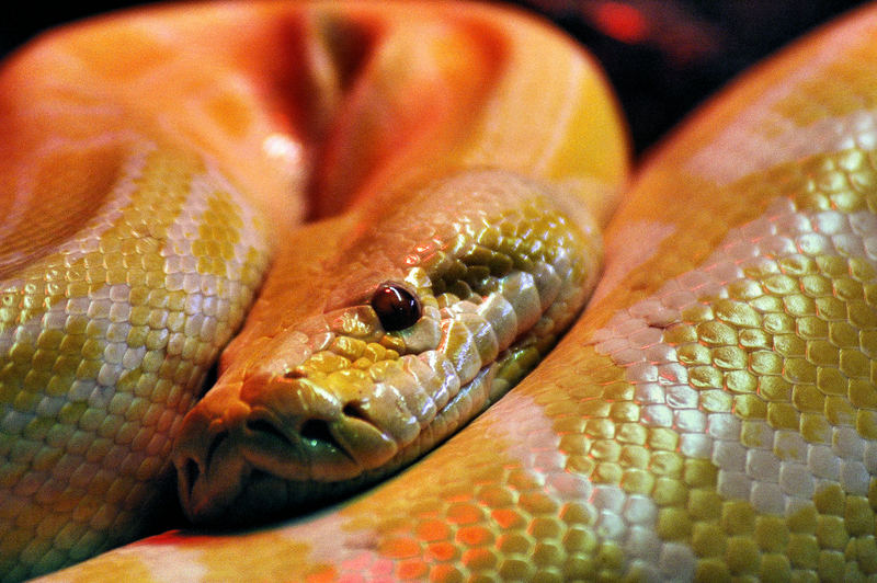 pitone Foto Immagini animali, rettili e anfibi, ritratti