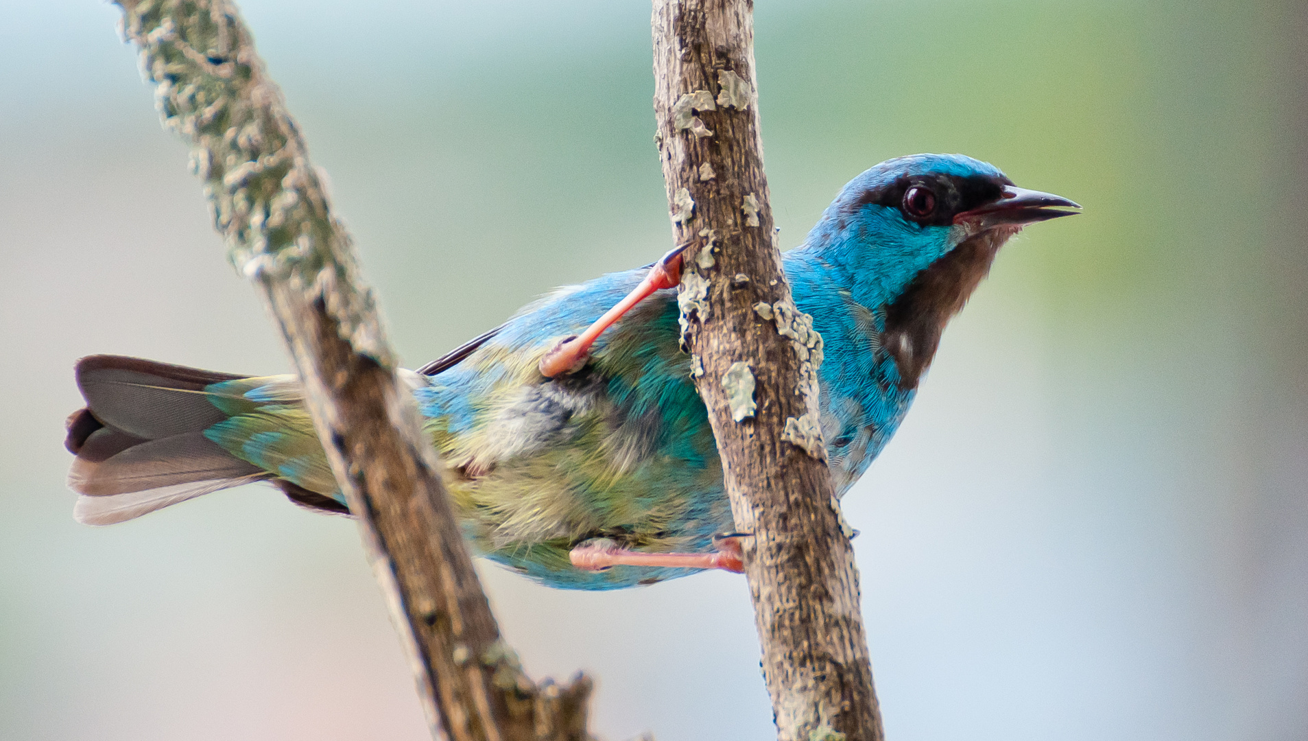 Pitpit (Dacnis cayana),